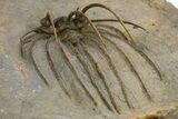 Rare, Spiny Heliopeltis Trilobite - Issoumour, Morocco #328634-5